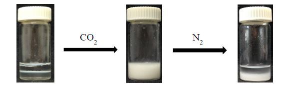 圖一 幾丁聚醣衍生物水溶液與油相溶液，通CO2，即可乳化，通N2 趕走CO2，即可去乳化